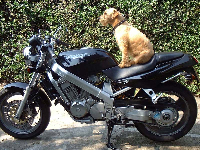 Honda bros 650 specs #7